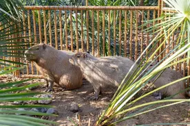 扬州动物园一卡皮巴拉出逃40天，最新回应！已锁定大致范围图片