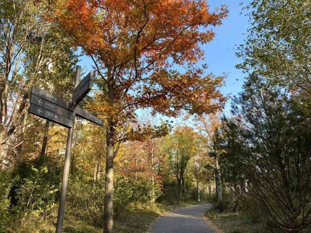 三林水森林未开先火，网络疯转“潜入攻略”！记者探访：确有不少游客；建设方：今年内完工，请静待开放