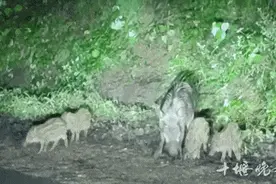 晚上有人在十堰牛头山遇到5头野猪……这个提醒一定要看图片