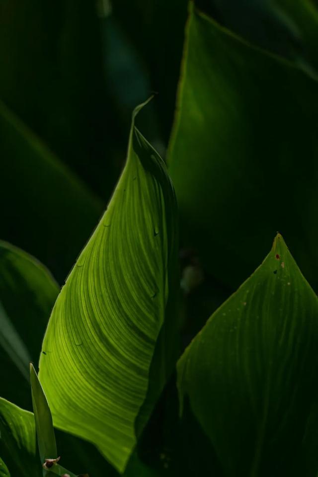 四时天工 扬州如画