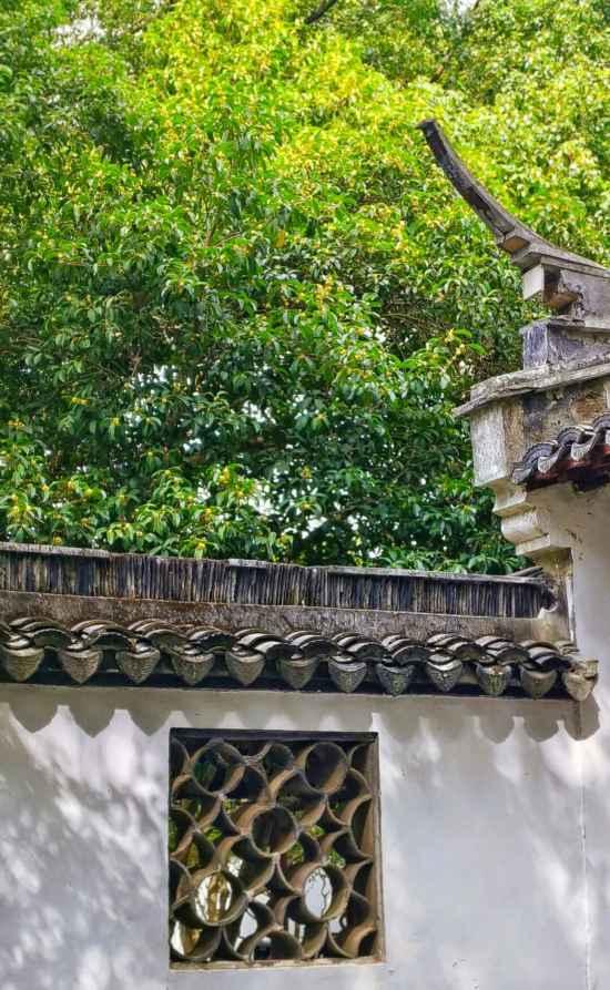 上海第一缕桂花香已到货！秋季“限定款”来了