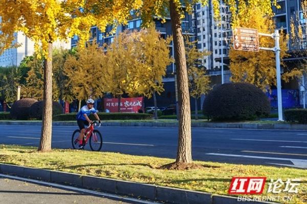 金色长廊！常德柳叶大道迎最佳观赏期