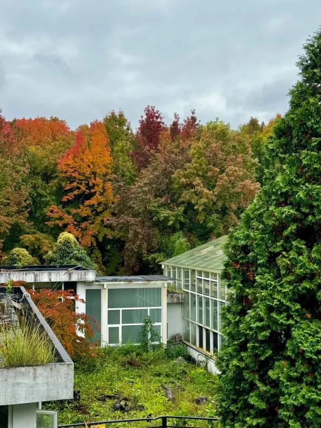 昆明迎来最美赏枫季 打卡攻略奉上