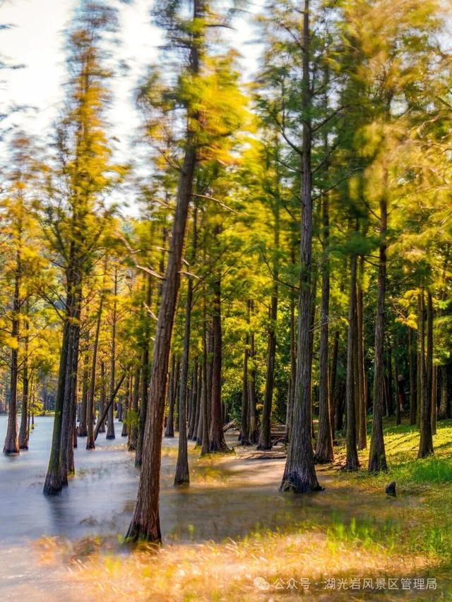 速报!湛江这些地方的杉树进入观赏期,错过等一年!