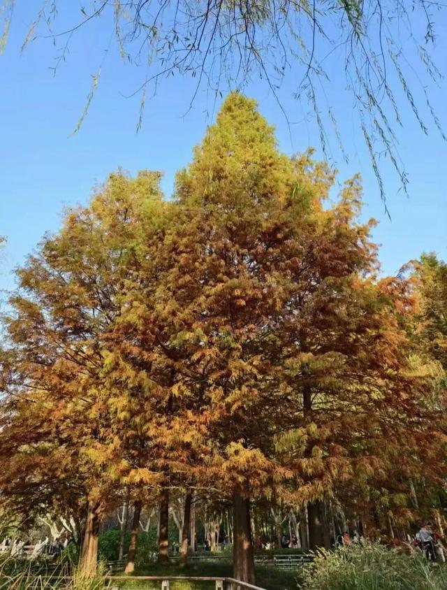 郑州冬天超适合野趣遛娃的6个好去处→