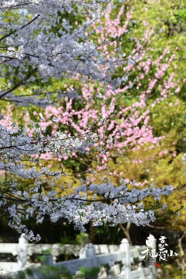 南京两大景区官宣：免费开放
