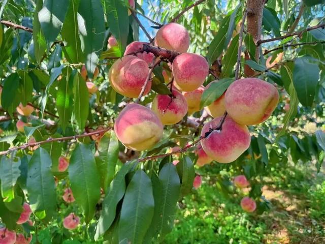 熟了熟了！周末走起！昆明采摘地图“上新”，速来eat→