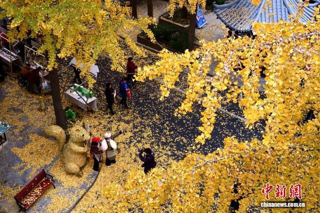 浙江杭州银杏金黄美如画 吸引市民游客打卡