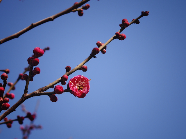早安 | 太美了！菏泽早梅、蜡梅都开啦！