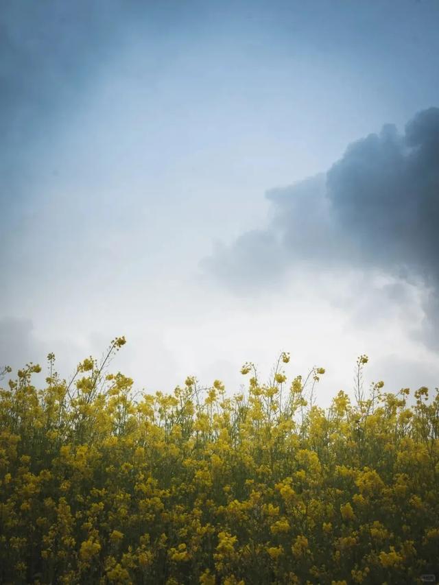 大冬天去赏什么花~油菜花！