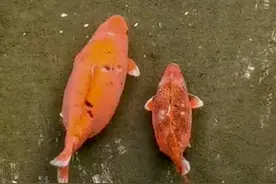 趵突泉公园特设“锦鲤减肥中心”，鲤鱼为何“不知饥饱”图片