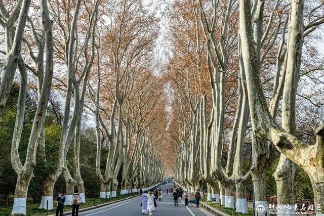 南京梧桐大道限定“皮肤”上线 ， 出片机位再升级