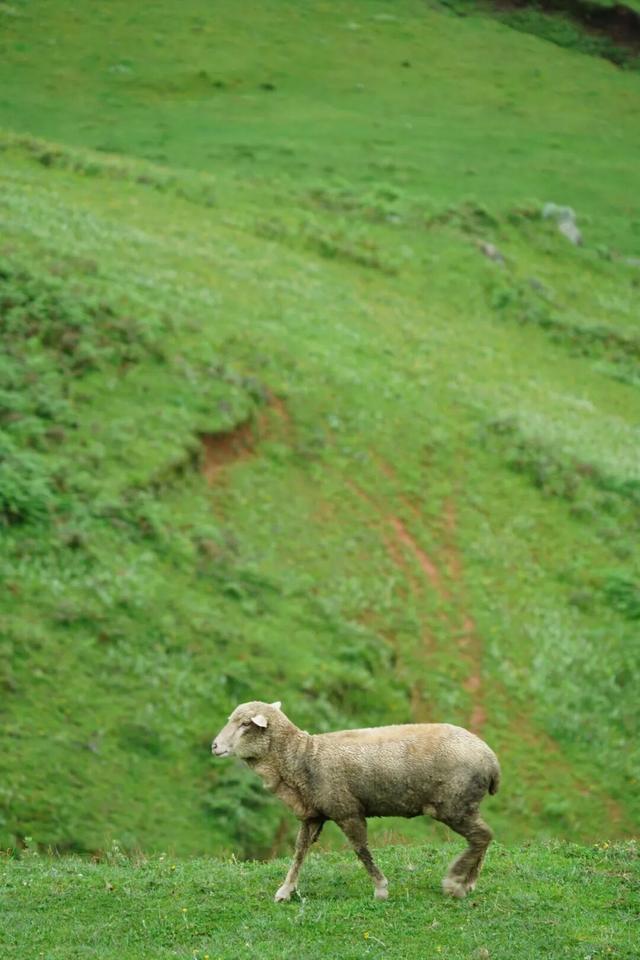 与大地同频呼吸！这个秋天，总要去寻甸草原秘境寻找下自己的“阿勒泰”时刻了