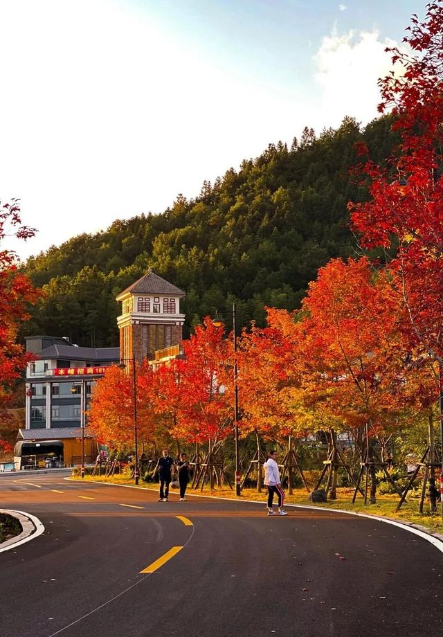 福建暖冬，又是一年好“枫”景