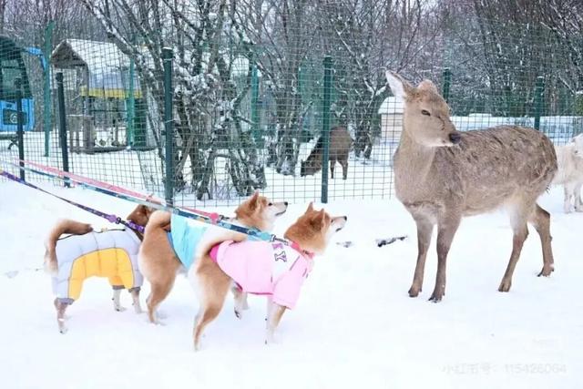 一键收藏！卾冬最全滑雪攻略