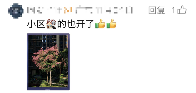 最美松湖 | 这棵“顶流”异木棉到底有多顶？