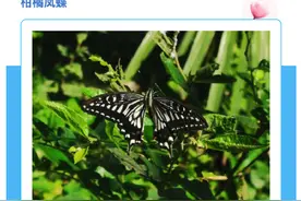 上海蝴蝶最多的季节来啦，一起来认识一下→图片