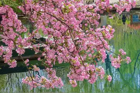 2025年济南首期花期预报，这些地方即将花开成海！图片
