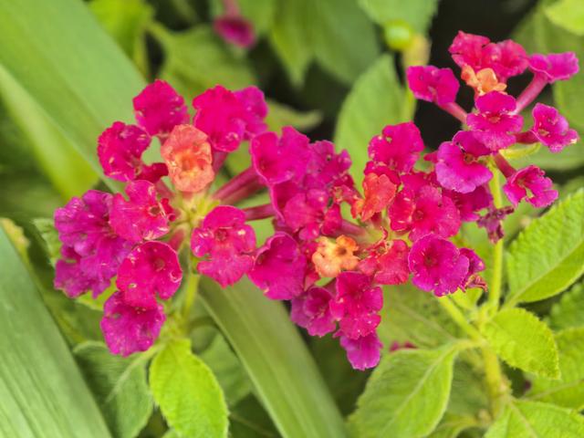 百花争艳！秋日温榆河公园宛如色彩海洋