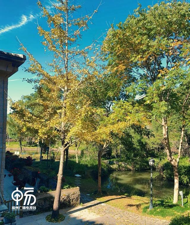 黄了！黄了！福州这里迎来颜值高峰！