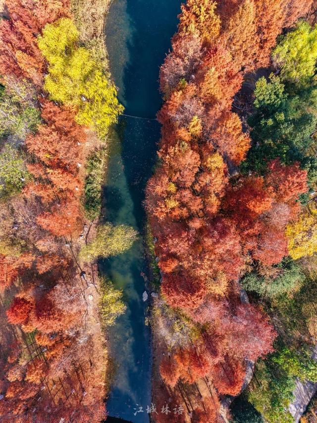 红杉秘境、白鸟起舞，武昌这座公园全都有