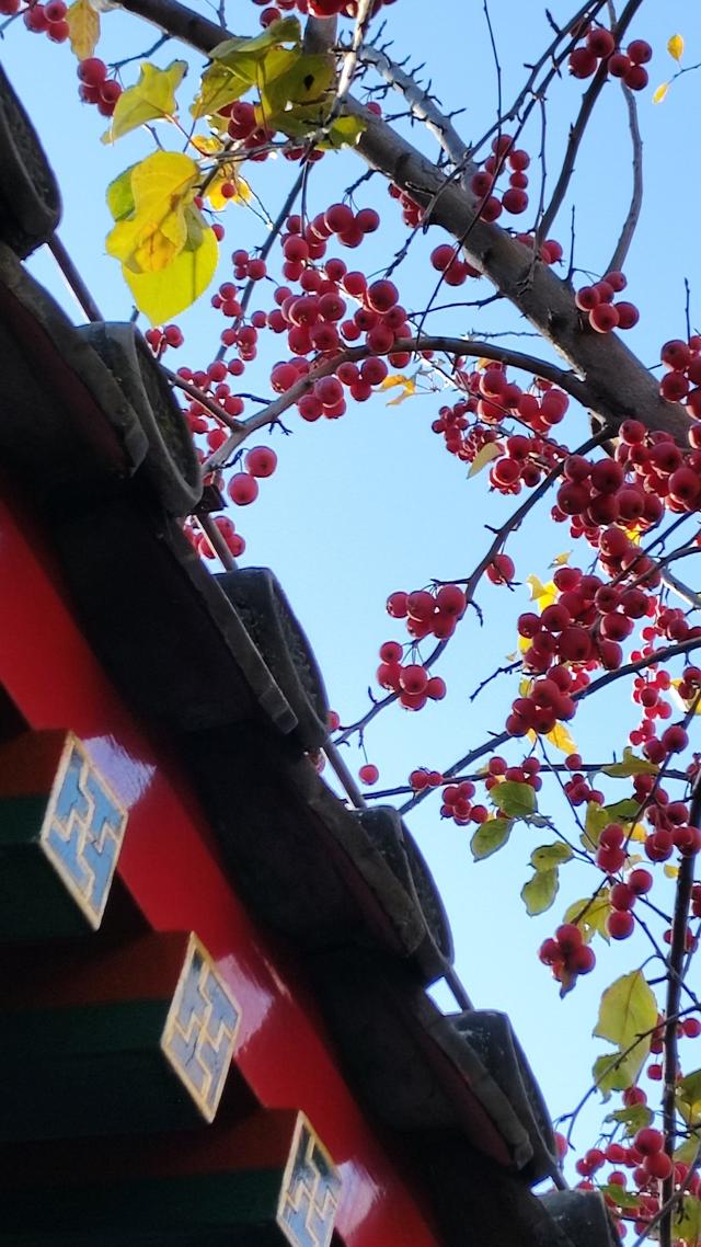 宿来拍丨五彩斑斓