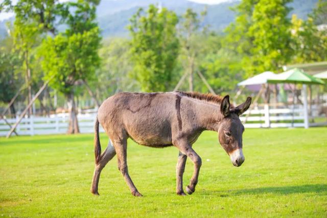 森林雪国今日开业！户外玩真雪就到高明！