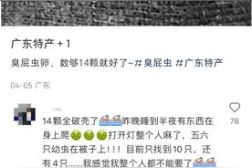 南方网友称晾晒衣物上现14粒“臭屁虫”卵，专家：荔枝蝽卵块，不建议用手触摸图片