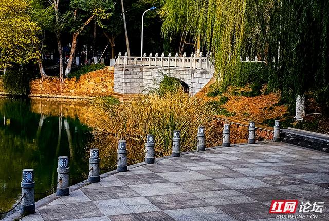 落叶、湖光与暖阳，解锁津市三湖公园的冬日浪漫