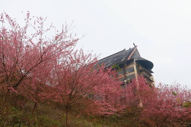 沧源：山藏浪漫 冬樱绽艳 暖冬旅居热度攀升
