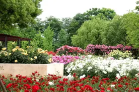 又到月季修剪时，详细图解带你轻松get要领→图片