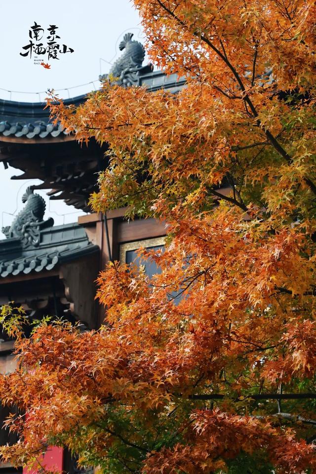 “今天我去栖霞山了！”