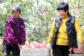 山东青岛：金秋苹果挂满树 果农采摘迎丰收图片