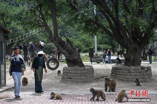 西藏林芝：国庆首日藏猕猴栖息地迎客来