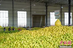 （乡村行·看振兴）广西容县沙田柚飘香 成乡村振兴“致富果”图片