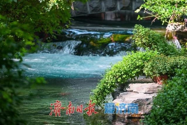 秋日胜景入画来！第46届趵突泉金秋菊展盛装启幕，泉城赏菊盛宴震撼登场