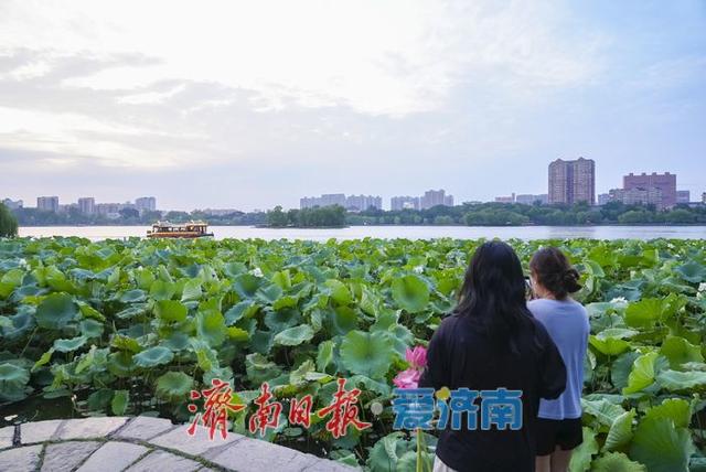 一年四季 泉在济南丨初秋荷韵醉游人