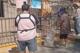 大连市民自带蔬果去“断粮动物园”投喂，还给猴子准备了棒棒糖：放心，它们没饿瘦图片