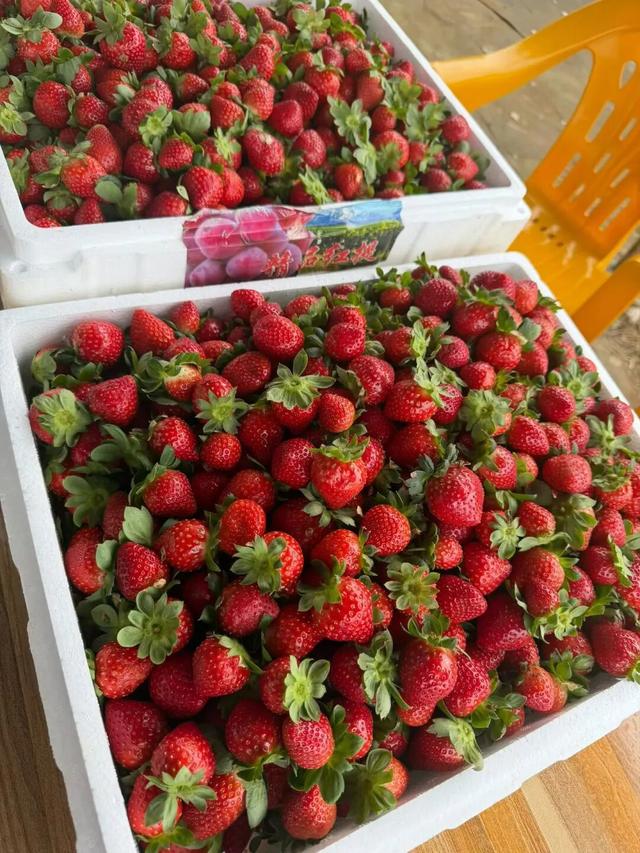 福利来袭！北部湾花卉公园赏花“免费”啦，摘莓赏花双重乐