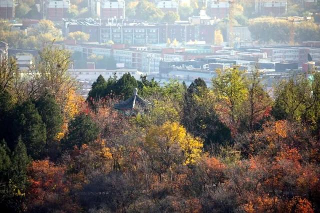 五彩斑斓！北京“漫山红叶”进最佳观赏期!