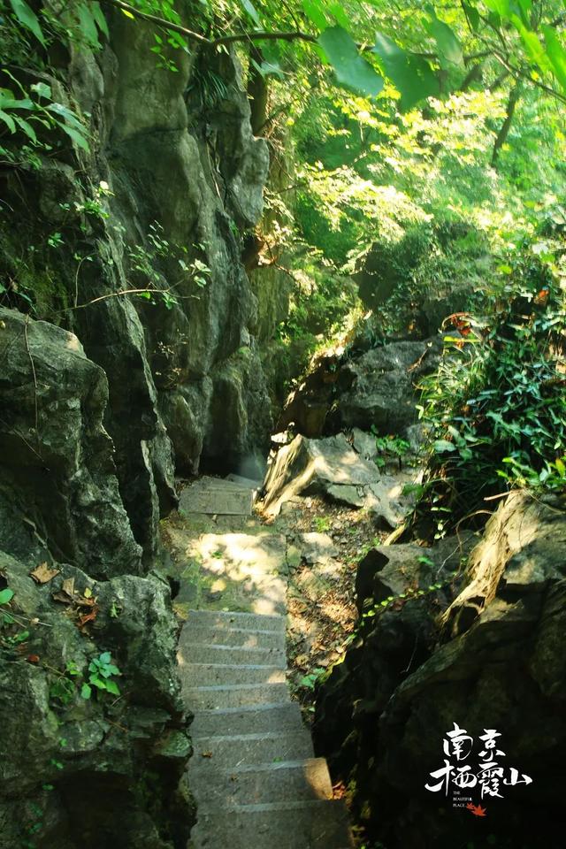 这大概是栖霞山最“野”的一面~