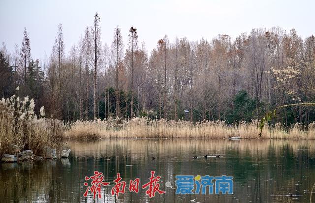 一年四季 泉在济南丨暖冬里的森林公园，市民乐享好去处
