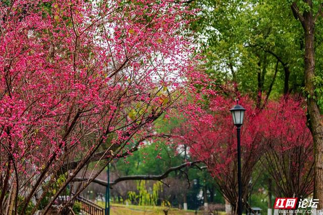 组图丨黛瓦红梅，是藏在石峰公园里的中式浪漫