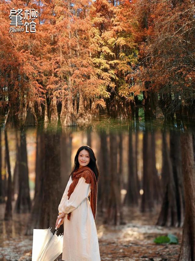 速报！七星岩落羽杉开始变红，快来get秋天的第一张大片