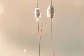 芦苇里的小鸟可爱成表情包了图片