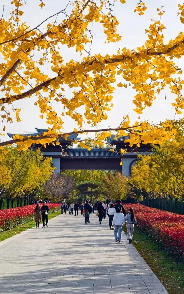 丝路文化行｜循班超足迹 赏银杏美景