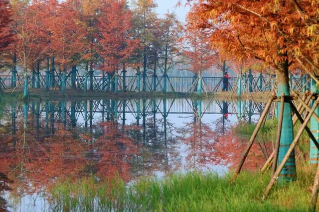 别再等了！淮南春申湖的秋日童话，现在去正好！
