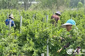 金银花开“金银”来——淄博市高青县常家镇共富路上“一路生花”图片