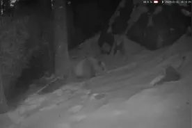 罕见棕色大熊猫再次现身秦岭图片