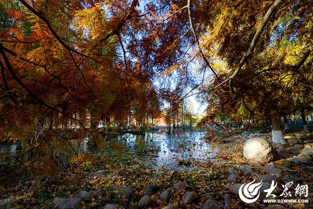 四季予你丨流动的油画！鱼鸟河水杉林上演“渐变魔法”